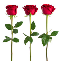 Crimson Roses: Three striking red roses stand tall, each a testament to elegance, their rich crimson petals promising beauty and fragrance, an evocative symbol of passion.