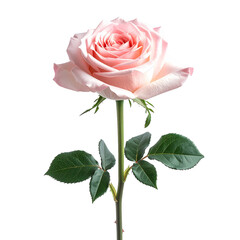 Elegant Rose: A single, captivating rose blossom unfolds, its delicate petals in a soft, blush hue, and lush green leaves. An embodiment of timeless beauty and romantic symbolism.