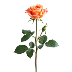 Single Rose's Elegant Pose: A beautiful, solitary rose, its delicate petals blooming in shades of soft apricot and green leaves, standing tall and proud. A symbol of elegance and natural beauty.
