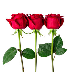 Crimson Trio: A close-up showcases a trio of radiant red roses, their velvety petals unfurling in graceful elegance, evoking a sense of romance and timeless beauty.