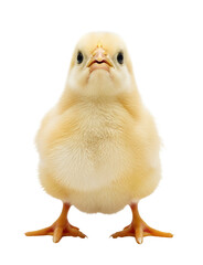 Fototapeta premium Chick looking up cutely, soft yellow feathers, transparent