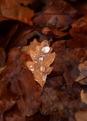 Orange and yellow fallen leaves with dew drops. Autumn leaves with water drops close-up. Dry Autumn Leaf Covered by Water Drops of Rain on Ground.