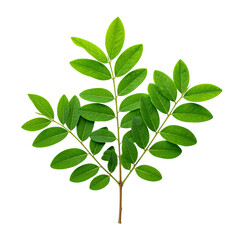 Lush Green Branch: A close-up shot of a vibrant green branch, showcasing the intricate patterns of nature's design. The verdant leaves radiate freshness and vitality.