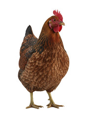 Fototapeta premium Chicken standing upright, clean feathers, natural colors, soft studio lighting, transparent
