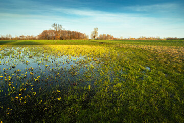 A view of a wet meadow on a sunny spring day in eastern Poland