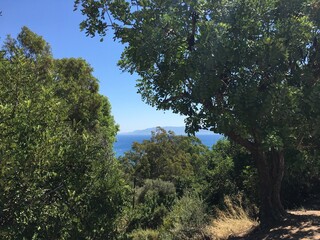 Fototapeta premium Scenic Coastal View Surrounded by Lush Greenery and Trees in a Natural Landscape