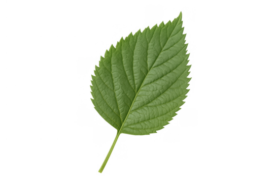 Fresh green plant leaf displaying natural texture and a serrated margin. Ready for use with transparent background