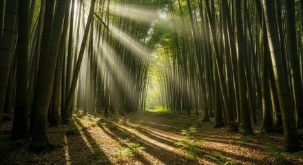 Naklejka premium Sunlight streaming through tall bamboo trees in a dense forest scene