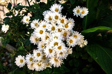 white daisies in a garden