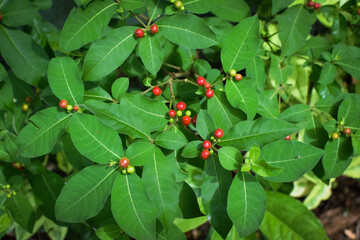 Small Green Plants Thriving Beautifully in the Moist and Refreshing Conditions of the Rainy Season. Tiny Rain-Loving Plants Growing Vibrantly in Damp Soil During the Monsoon Months.