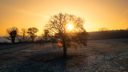 Lonely tree standing in a frosty field at sunrise. Captured during golden hour, this atmospheric winter landscape shows a soft orange glow on the horizon with delicate frost covering the ground, creat