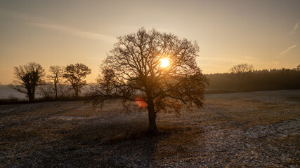 Lonely tree standing in a frosty field at sunrise. Captured during golden hour, this atmospheric winter landscape shows a soft orange glow on the horizon with delicate frost covering the ground, creat