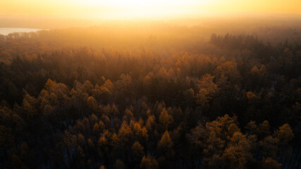 Aerial view of a dense forest in autumn at sunrise. The warm golden sunlight illuminates the tops of the trees, creating a moody and atmospheric landscape. Shot during early morning in a remote woodla