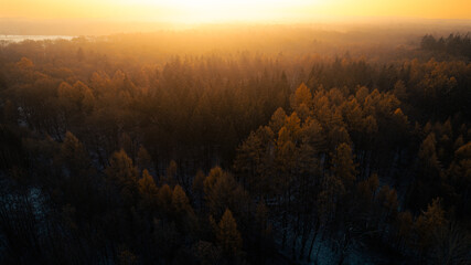 Aerial view of a dense forest in autumn at sunrise. The warm golden sunlight illuminates the tops of the trees, creating a moody and atmospheric landscape. Shot during early morning in a remote woodla