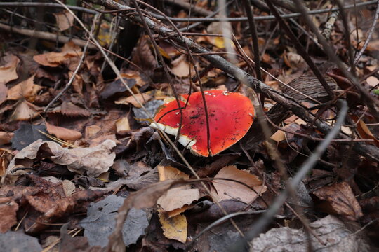 red mushroom
