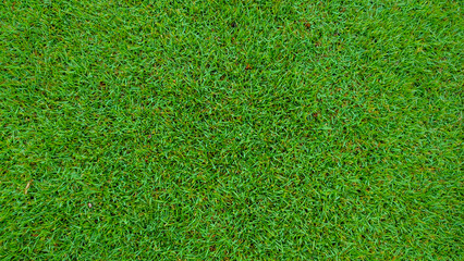 Lush green grass texture background perfect for lawns parks and golf courses