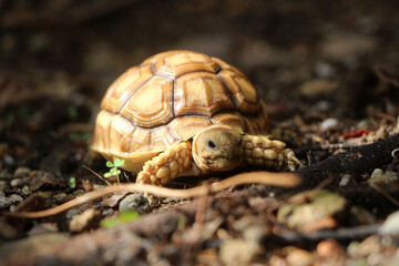African Sulcata Tortoise Natural Habitat,Close up African spurred tortoise resting, cute animal