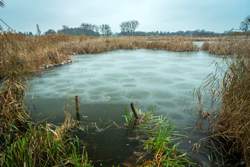 Frozen lake with dense reeds, Stankow, Lubelskie, Poland