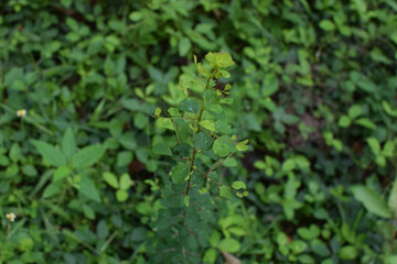 Small Green Plants Thriving Beautifully in the Moist and Refreshing Conditions of the Rainy Season. Tiny Rain-Loving Plants Growing Vibrantly in Damp Soil During the Monsoon Months.