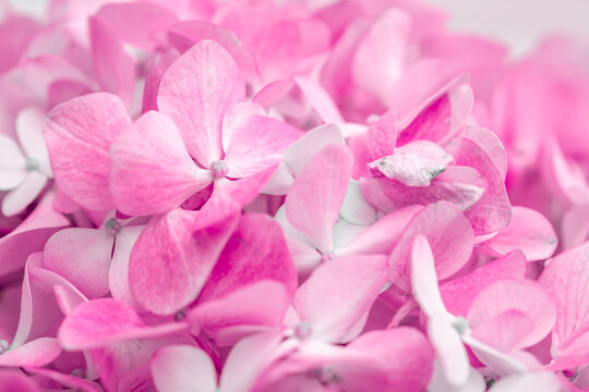 Pink flowers close up. Bouquet of purple flowers. City flower beds, a beautiful and well-groomed garden with flowering bushes. - Powered by Adobe