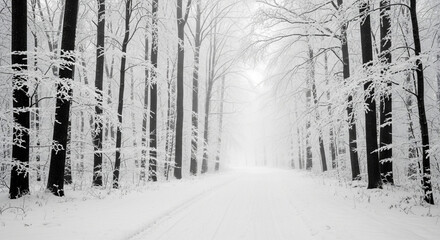A snowcovered path leads through a dense forest of trees with frost on their branches during a foggy winter day