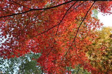 red autumn leaves