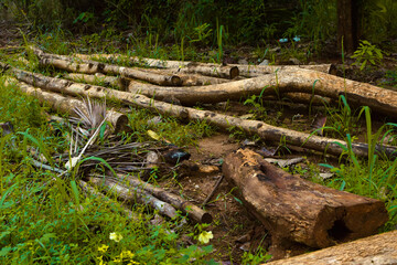 Massive Trees Being Cut Down – Shocking Look at Deforestation and Forest Destruction. Cutting Down Large Trees – The Alarming Reality of Global Deforestation. Why Are So Many Trees Being Cut Down?