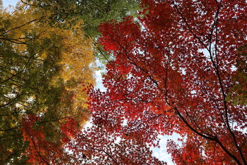 autumn leaves background