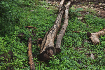 Massive Trees Being Cut Down – Shocking Look at Deforestation and Forest Destruction. Cutting Down Large Trees – The Alarming Reality of Global Deforestation. Why Are So Many Trees Being Cut Down?
