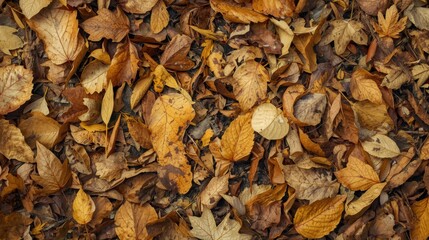 Exploring eco energy the impact of fallen leaves on green energy solutions in nature landscape and sustainability perspectives