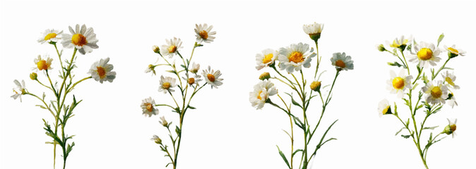 Set of watercolor wild chamomile flowers. Medicinal chamomile flower with white flowers and green leaves. Wild and meadow flowers. Medicinal herbs with flowers hand drawn illustration.