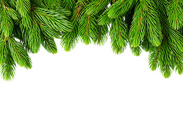 christmas tree branch