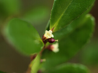 11月に咲いた小さくて繊細な白いハマヒサカキの花