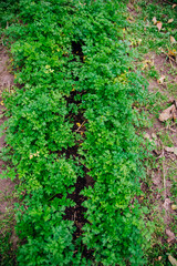 Obraz premium Green parsley leaves close-up. Natural background and texture.