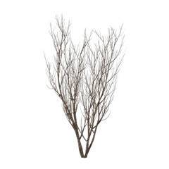 Bush snow covered isolated transparent background sketch PNG
