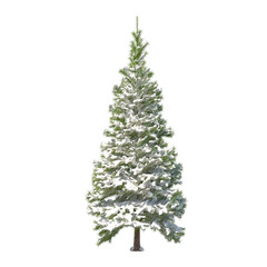 Fir (conifer) snow covered isolated transparent background sketch PNG 