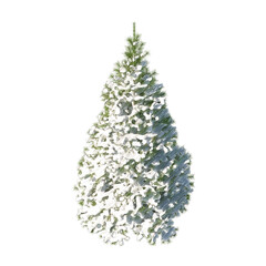 Fir (conifer) snow covered isolated transparent background sketch PNG 