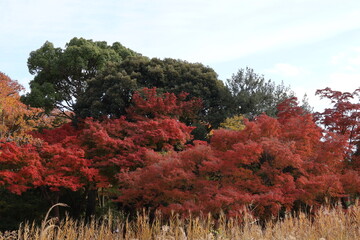 autumn leaves background