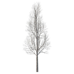 Tree bare isolated transparent background sketch  PNG
