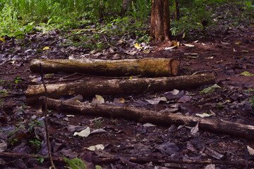Massive Trees Being Cut Down – Shocking Look at Deforestation and Forest Destruction. Cutting Down Large Trees – The Alarming Reality of Global Deforestation. Why Are So Many Trees Being Cut Down?