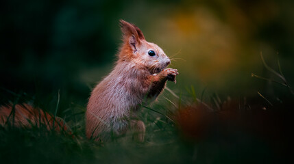 Squirrel sitting in a tree in winter and looking for food.