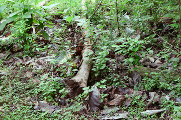 Obraz premium Massive Trees Being Cut Down – Shocking Look at Deforestation and Forest Destruction. Cutting Down Large Trees – The Alarming Reality of Global Deforestation. Why Are So Many Trees Being Cut Down?