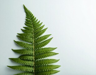 A close-up, top-down shot of a single, lush green fern frond unfurling against a soft, pale grey background.