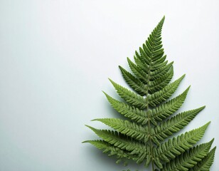 A close-up, top-down shot of a single, lush green fern frond unfurling against a soft, pale grey background.