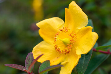 Hypericum flower, commonly known as St. John's wort, close-up