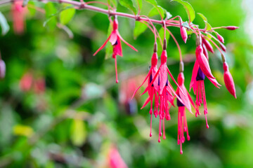 Close-up shot of a bright pink fuchsia in a garden, West Cork Plants