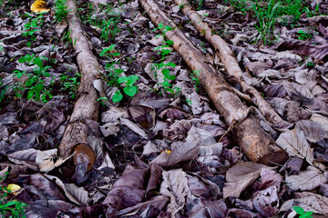 Massive Trees Being Cut Down – Shocking Look at Deforestation and Forest Destruction. Cutting Down Large Trees – The Alarming Reality of Global Deforestation. Why Are So Many Trees Being Cut Down?