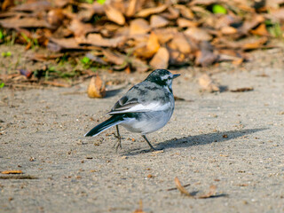 地面を歩くハクセキレイ