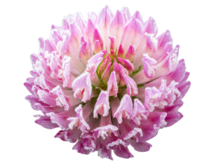 Detailed Pink Clover Bloom with Frosty Coating, isolated on a transparent background.