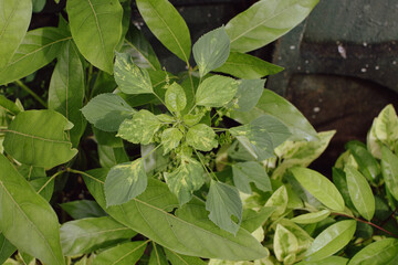 Small Green Plants Thriving Beautifully in the Moist and Refreshing Conditions of the Rainy Season. Tiny Rain-Loving Plants Growing Vibrantly in Damp Soil During the Monsoon Months.